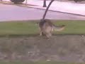 Otra vez rex Otra vez rex