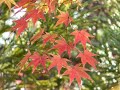 ???????????Tenryu-ji Temple of Kyoto Arashiyama.?