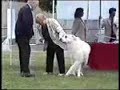 GPCC Specialty 2006 Bred-by dog