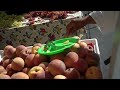 Mercadeo con 'Pruebas' en el Mercado Campesino de Hayward California USA