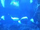 Georgia Aquarium