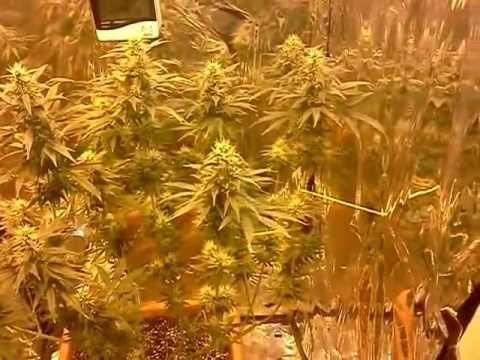 how to grow with a 150 watt hps