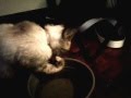 Tess Vi Maju dainty drinking style - YouTube