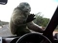 baboon-with-his-cock-on-our-carpart-2.htm