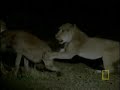 Young Dying Lions vs Hyenas