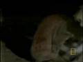 Young Dying Lions vs Hyenas