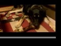 Bonezilla vs. Rodie the German Shepherd Puppy