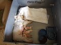 4 day old Schnoodles