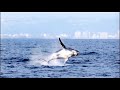 Whale Watching with Steve