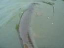 Jimbo's 42 inch Musky Release