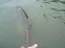 Jimbo's 42 inch Musky Release