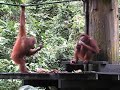 Orangutans eating