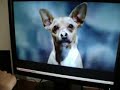 Re:Viva Chihuahuas! - Joe is with you Re:Viva Chihuahuas! - Joe is with you