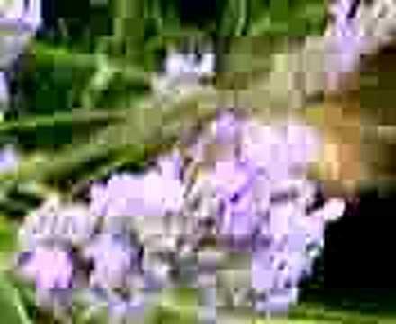 Humming Bee Moth