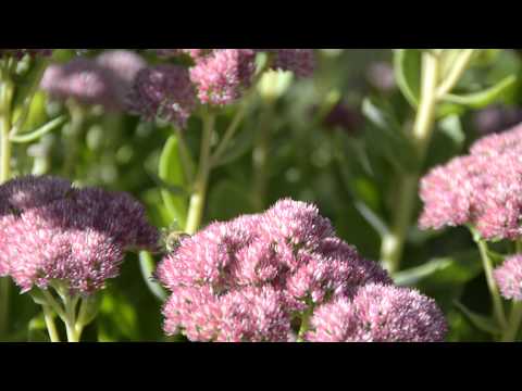 how to fertilize sedum autumn joy