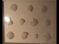 Seashells Seashells