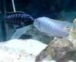 Mbamba v/s Estherae Minos Reef