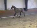 Schritt, Trab und Galopp freilaufend