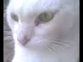 Gato poseido