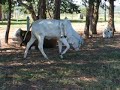 Novilha de seis patas completa dois anos Novilha de seis patas completa dois anos