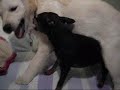 Minpin vs Golden - Ready to die