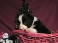 Christmas Greeting Border Collie Puppy Gifts