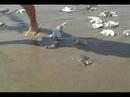 Pesca Chiclayo Perú (Depredación)