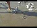 Pesca Chiclayo Perú (Depredación)