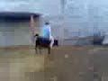 jaripeos en cienega