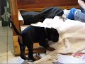 Dobermannpuppy having fun