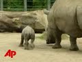 Baby white rhino romps at dublin zoo