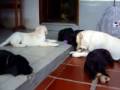 videos de Brincadeiras dos Filhotes da MEL