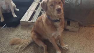 Introducing Clancy to the Kennel