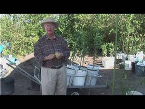 how to grow citrus from seeds
