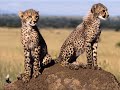 cheetahs.html