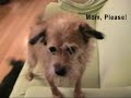 041: Murphy the Beseiged!