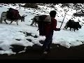 Yak Train on way to Everest