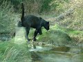 Jaguar (Panther) moving around....