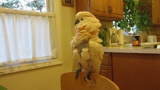 Neck Work Avian Style || ViralHog