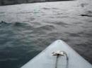 ecotours whale tours