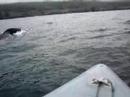 ecotours whale tours