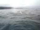 ecotours whale tours
