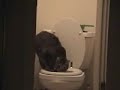 Cat using the toilet - Jack