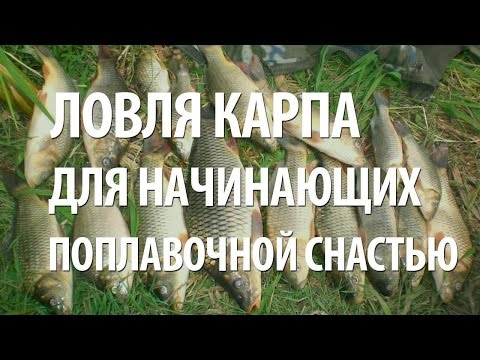 ловля на поплавочную удочку видео для начинающих ловля на поплавочную удочку видео для начинающих