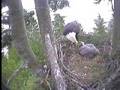 Bald Eagle Feeding Eaglet