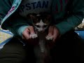 Pachu the black metal cat dances to Maha Kali
