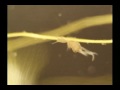 videos de Hydra Fusca polyp in my Aquarium.