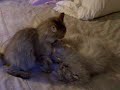 Kitten Tag Kitten Tag