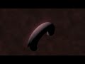 Cell To Embryo Cell To Embryo