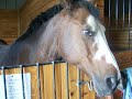 Watson in his stall
